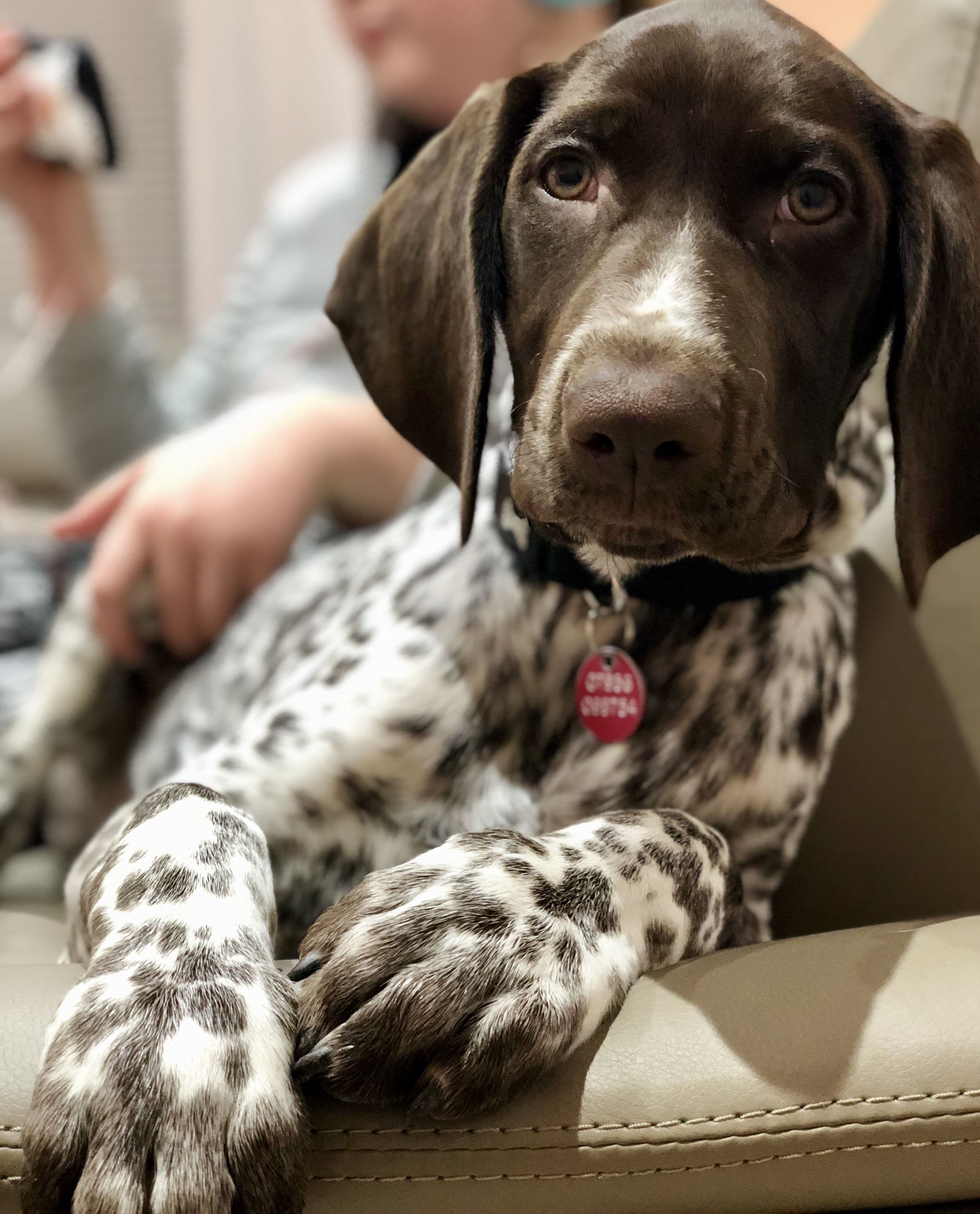 Fact Check: Are GSP good with cats?