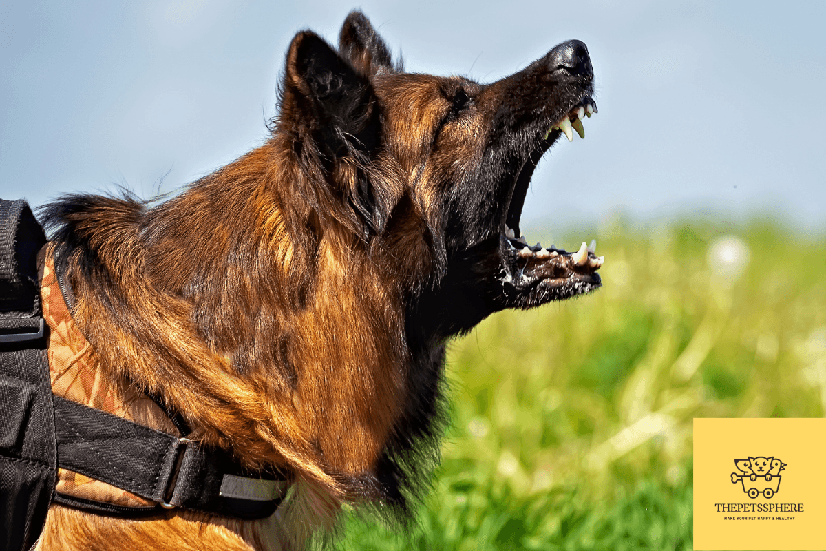 Fact Check: Are German Shepherds aggressive?