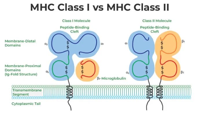 Fact Check: Are HLA and MHC the same thing?
