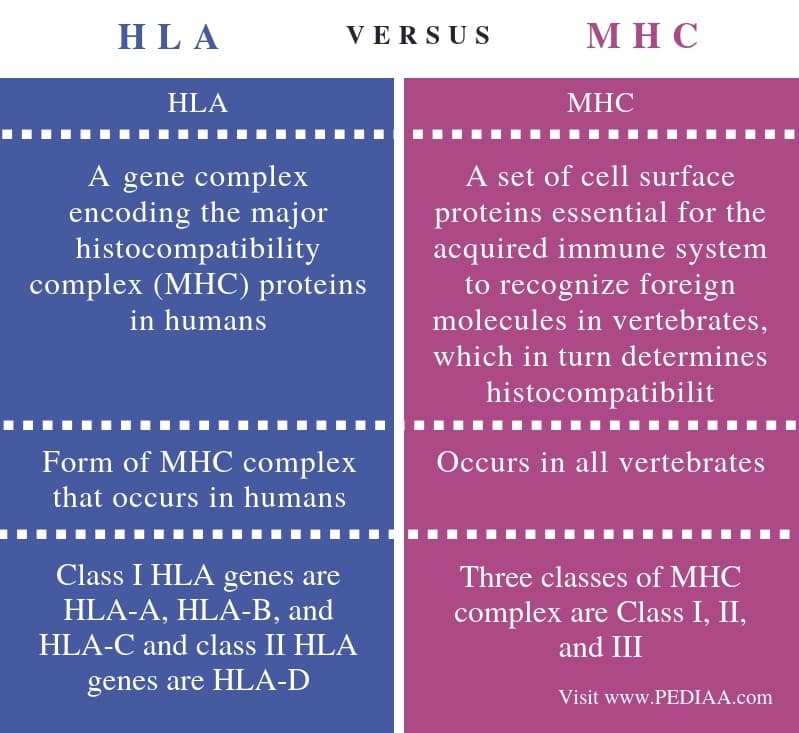Fact Check: Are HLA and MHC the same?
