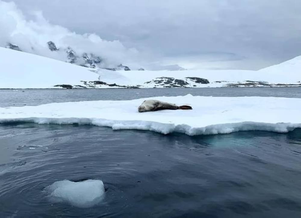 Fact Check: "https://derechadiario.com.ar/internacionales/antartida-gano-masa-hielo-2021-y-2023-segun-estudio-na...