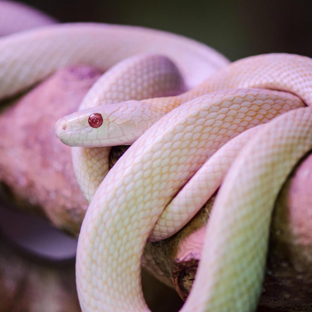 Fact Check: Are Iwakuni white snakes venomous?