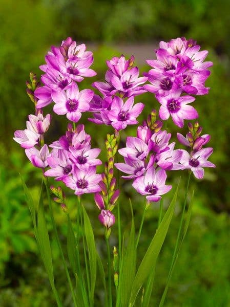 Fact Check: Are Ixia deer resistant?