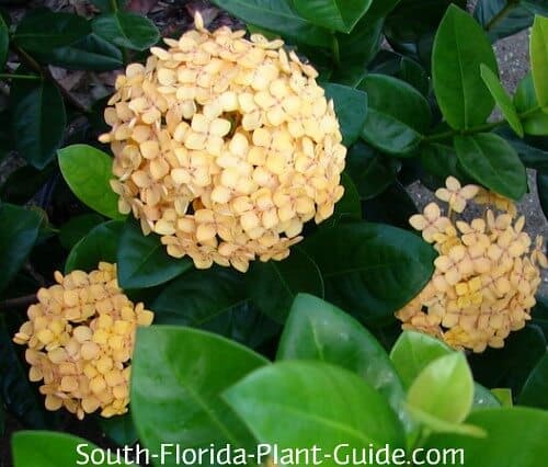 Fact Check: Are Ixora deer resistant?