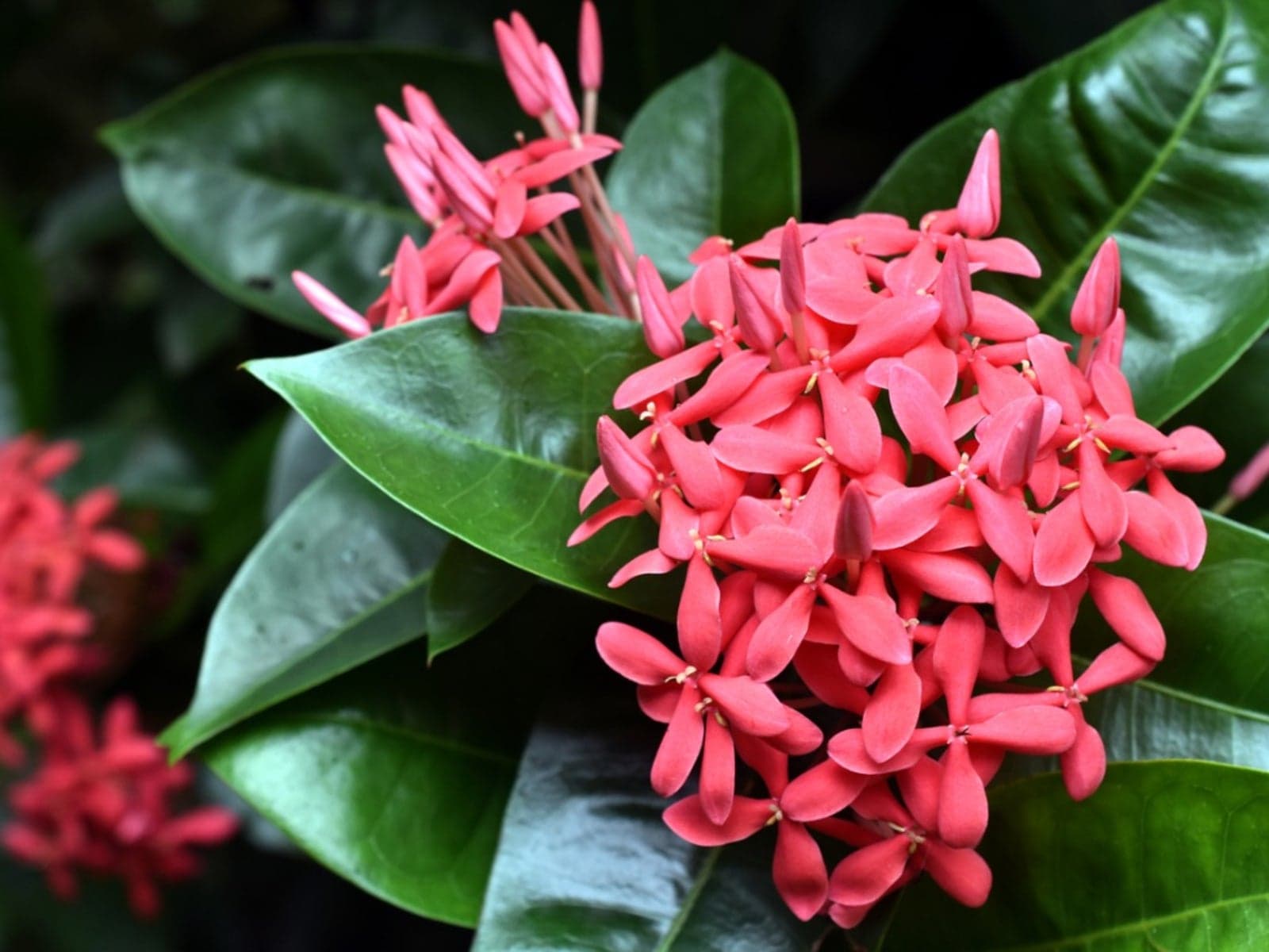 Fact Check: Are Ixora flowers edible?