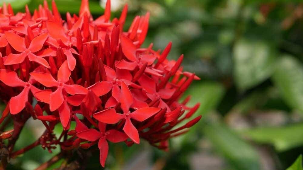 Fact Check: Are Ixora poisonous to dogs?