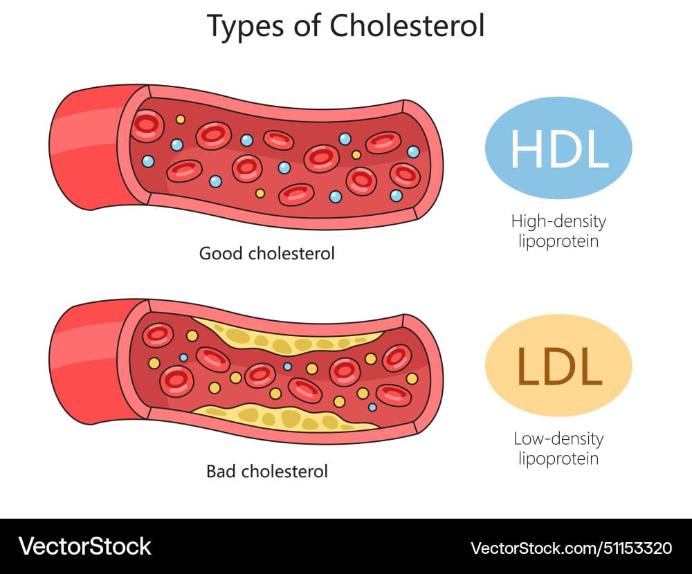 Fact Check: Are LDL or HDL good?