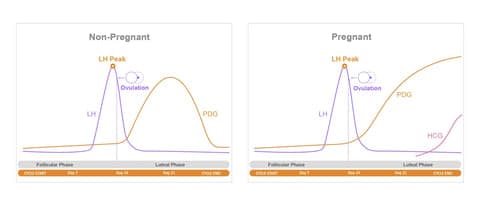 Fact Check: Are LH levels high during pregnancy?