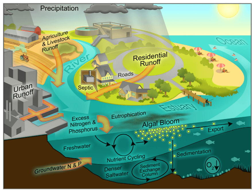 Fact Check: Reefs are victims of disrupted nitrogen and phosphorus cycles. Fertilizer runoff and sewage overload...