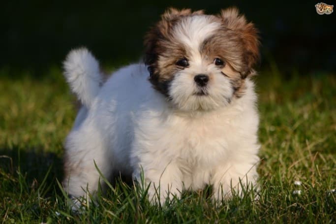 Fact Check: Are Lhasa Apso dogs easy to train?