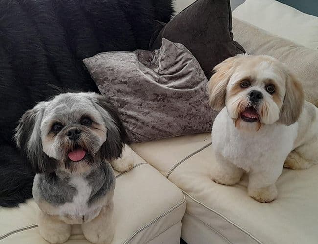 Fact Check: Are Lhasa Apso good with kids?