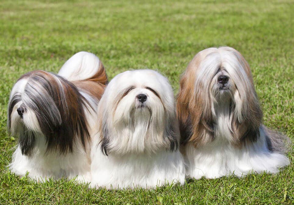 Fact Check: Are Lhasa Apso hypoallergenic?