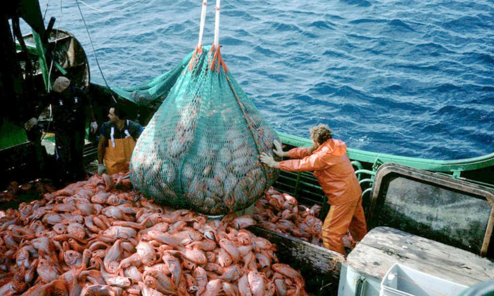Fact Check: Human Activities: Direct Harm Amplifies Climate Threats
- Overfishing: Removing herbivorous fish all...