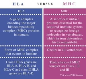 Fact Check: Are MHC and HLA the same?