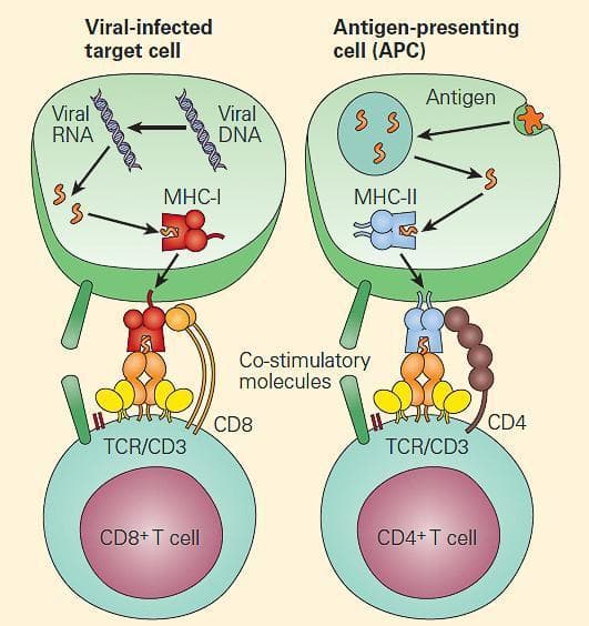 Fact Check: Are MHC antigen-presenting cells?
