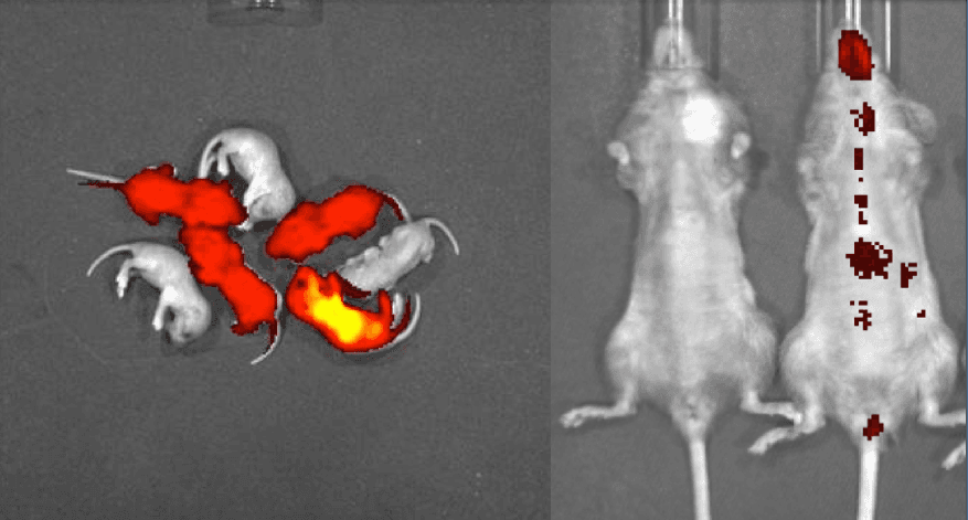 Fact Check: are transgender mice real
