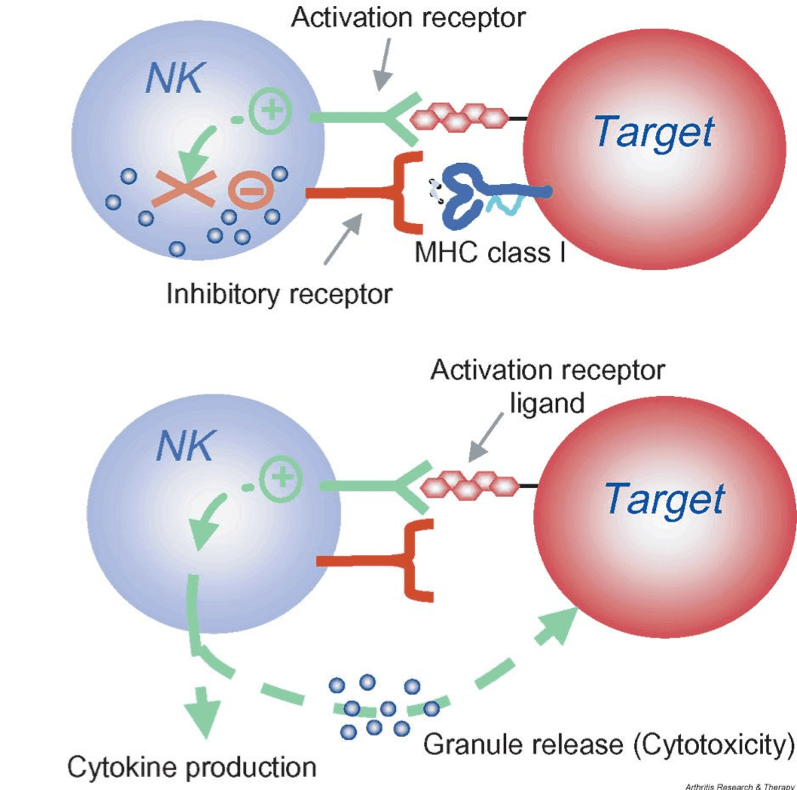 Fact Check: Are NK cells APCs?