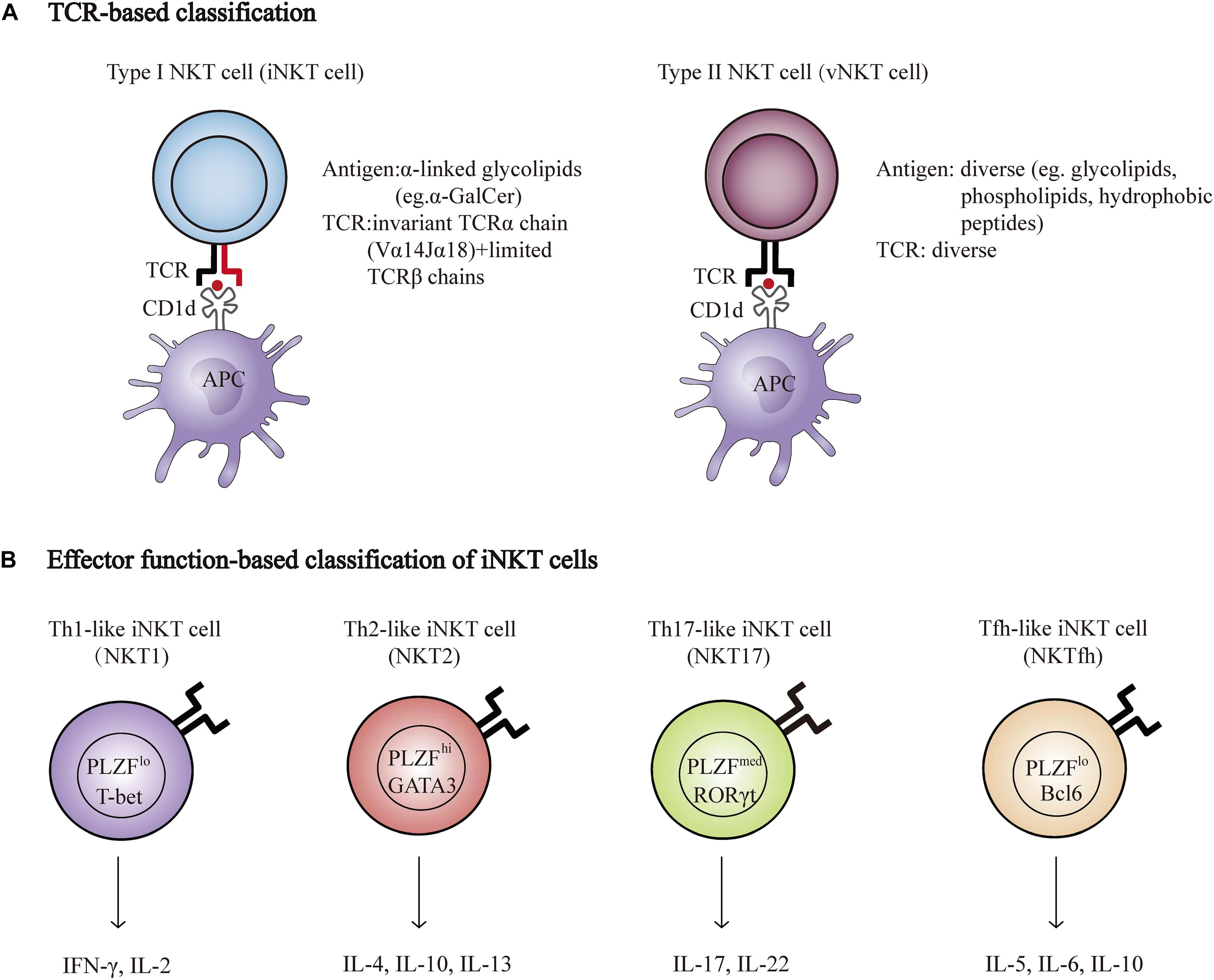 Fact Check: Are NK cells T cells?
