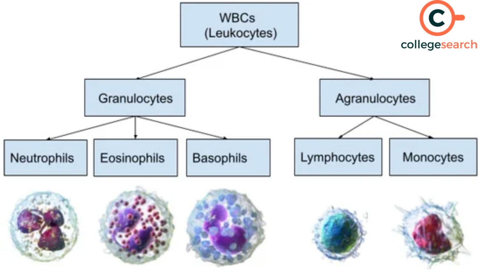 Fact Check: Are NK cells granulocytes?