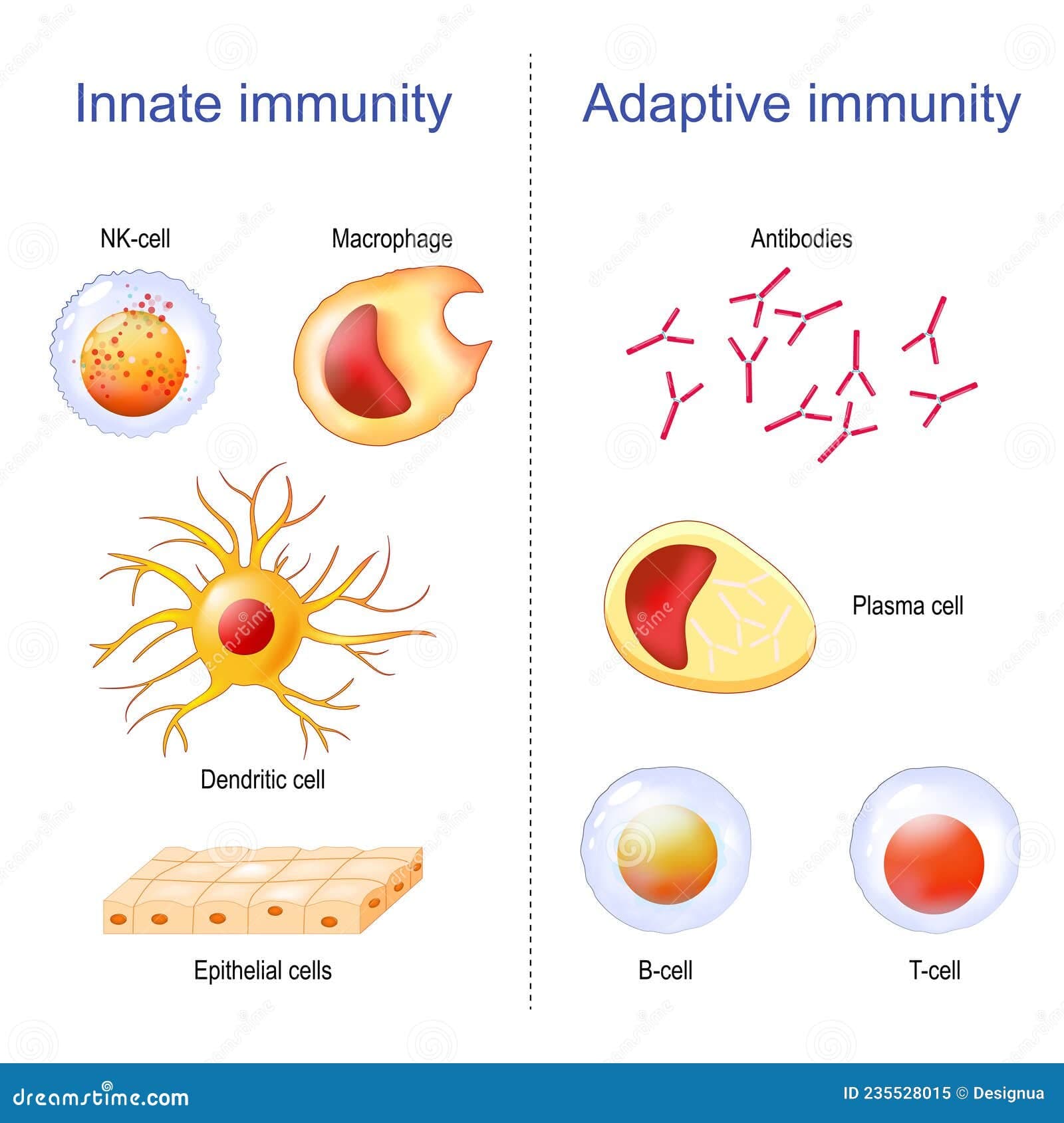 Fact Check: Are NK cells innate or adaptive?