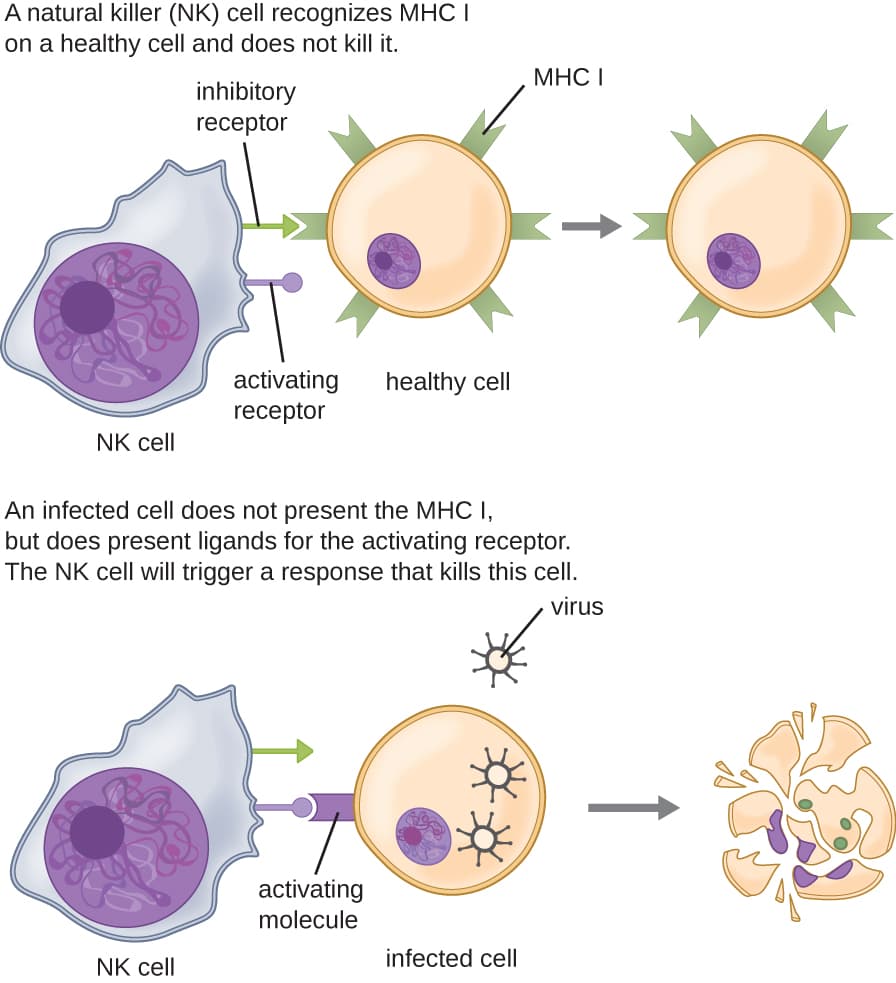 Fact Check: Are NK cells leukocytes?