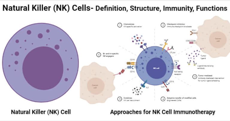 Fact Check: Are NK cells lymphocytes?