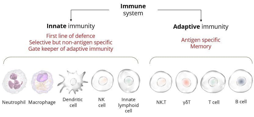 Fact Check: Are NK cells part of the innate immune system?
