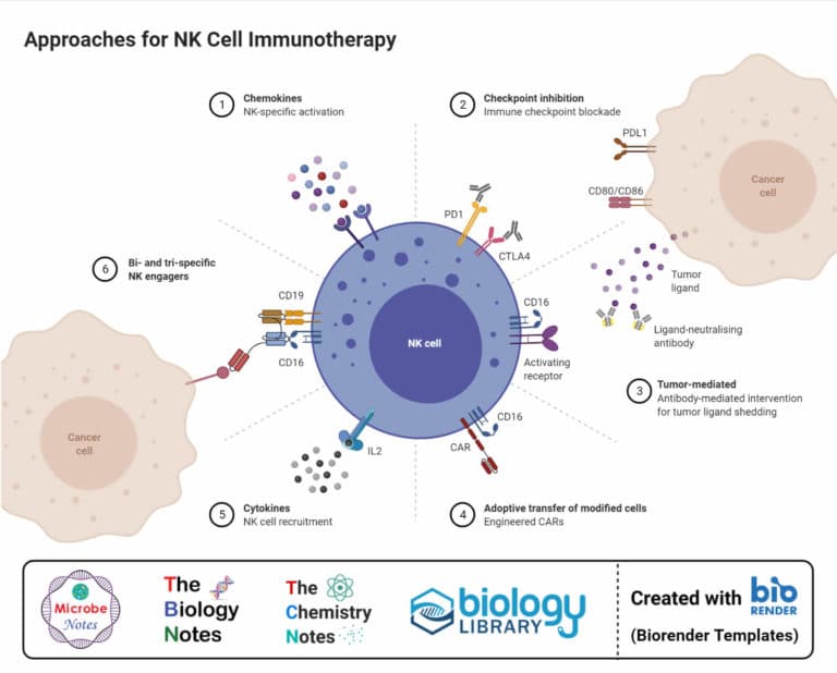 Fact Check: Are NK cells phagocytic?