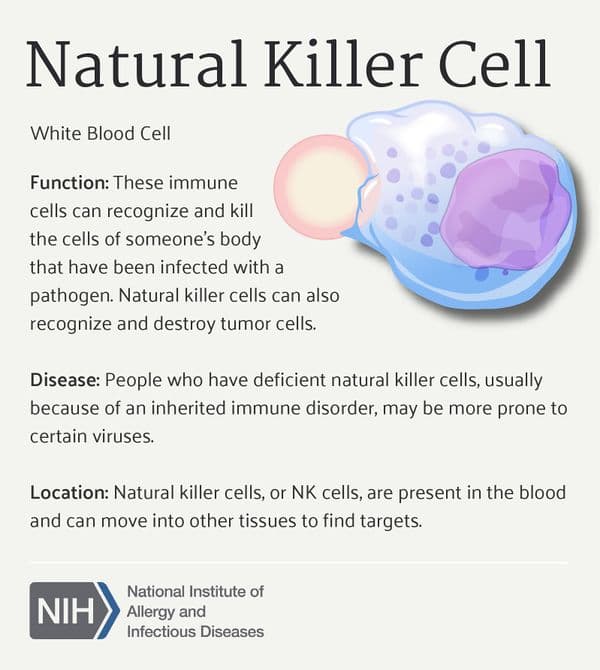Fact Check: Are NK cells white blood cells?