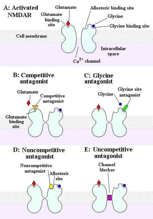 Fact Check: Are NMDA receptors voltage gated?