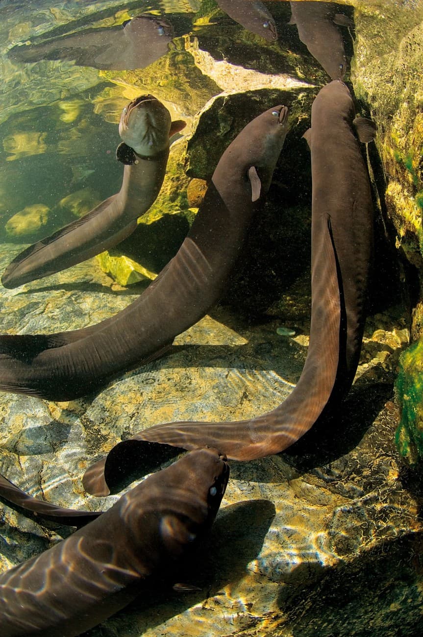 Fact Check: Are NZ eels dangerous?