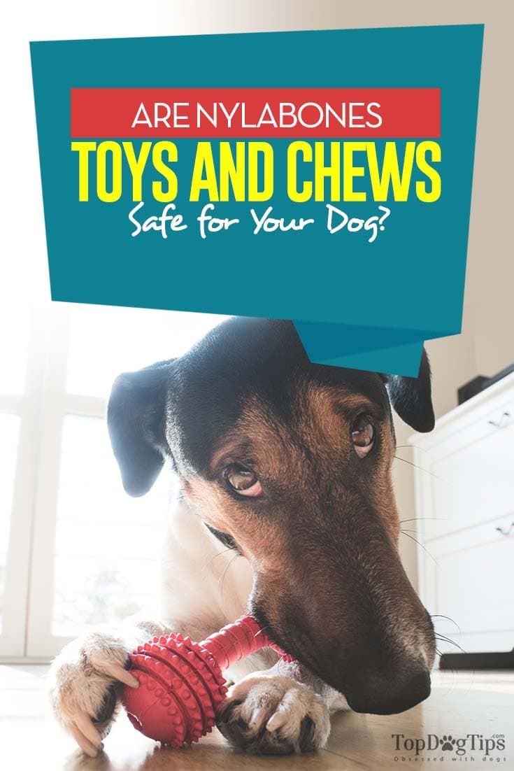 Fact Check: Are Nylabones safe for dogs?