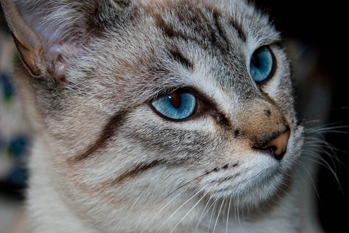 Fact Check: Are Ojos Azules cats rare?