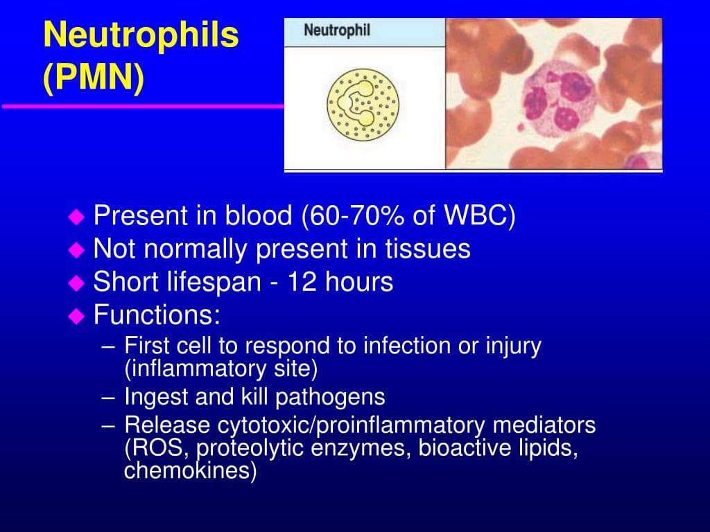 Fact Check: Are PMNs neutrophils?