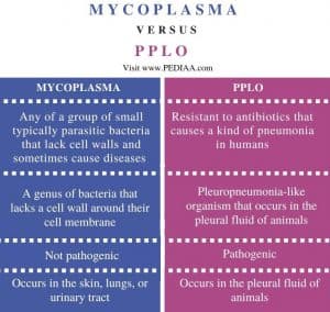 Fact Check: Are PPLO and Mycoplasma the same?