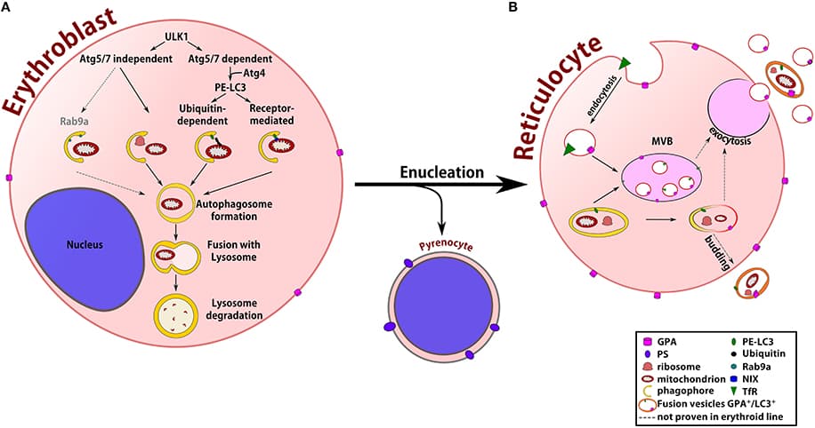 Fact Check: Are RBCs nucleated?