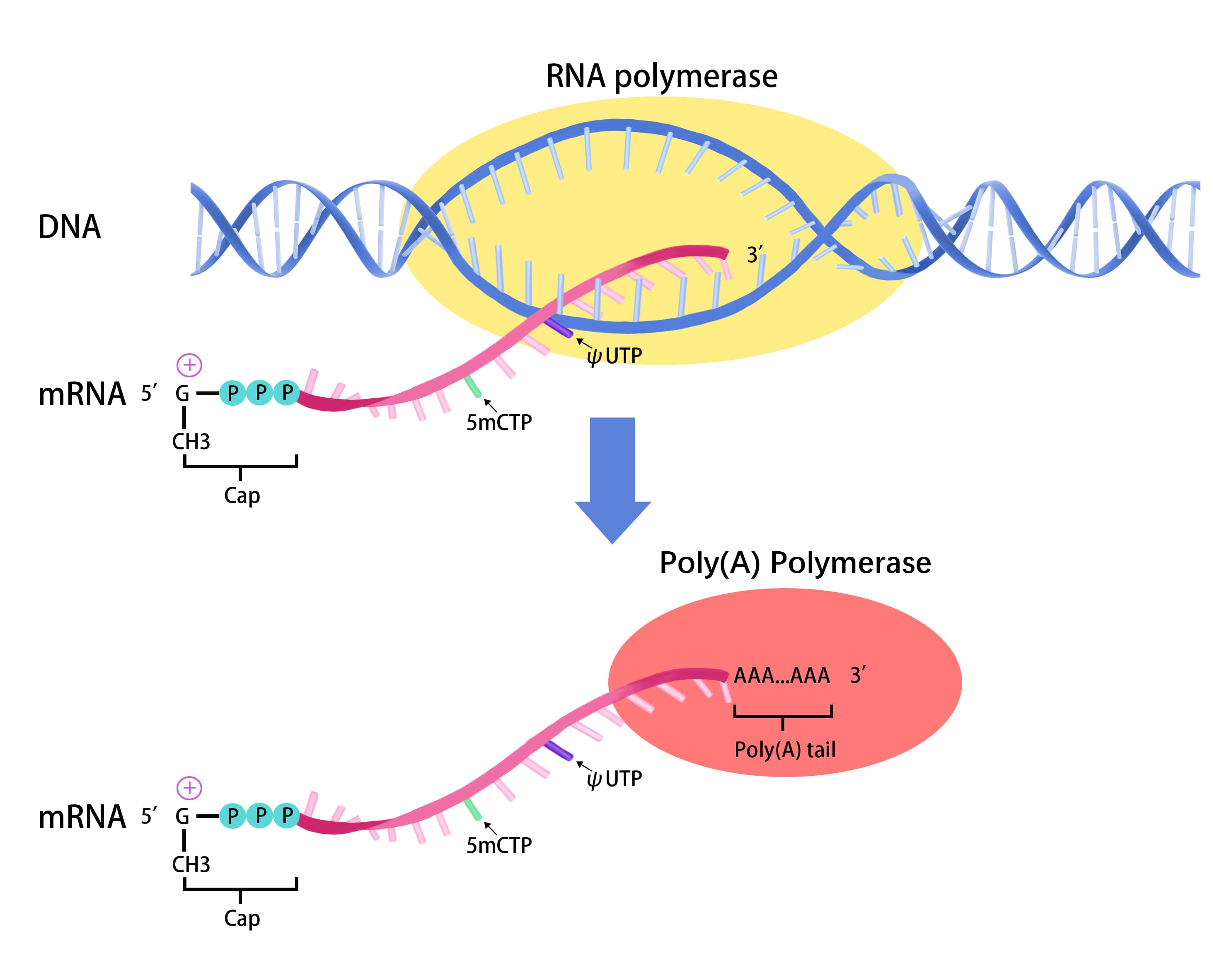 Fact Check: Are RNA and mRNA the same?