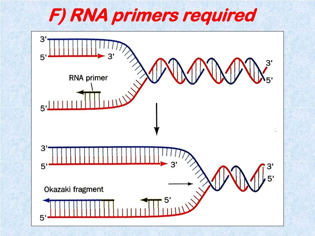 Fact Check: Are RNA primers used in DNA replication?