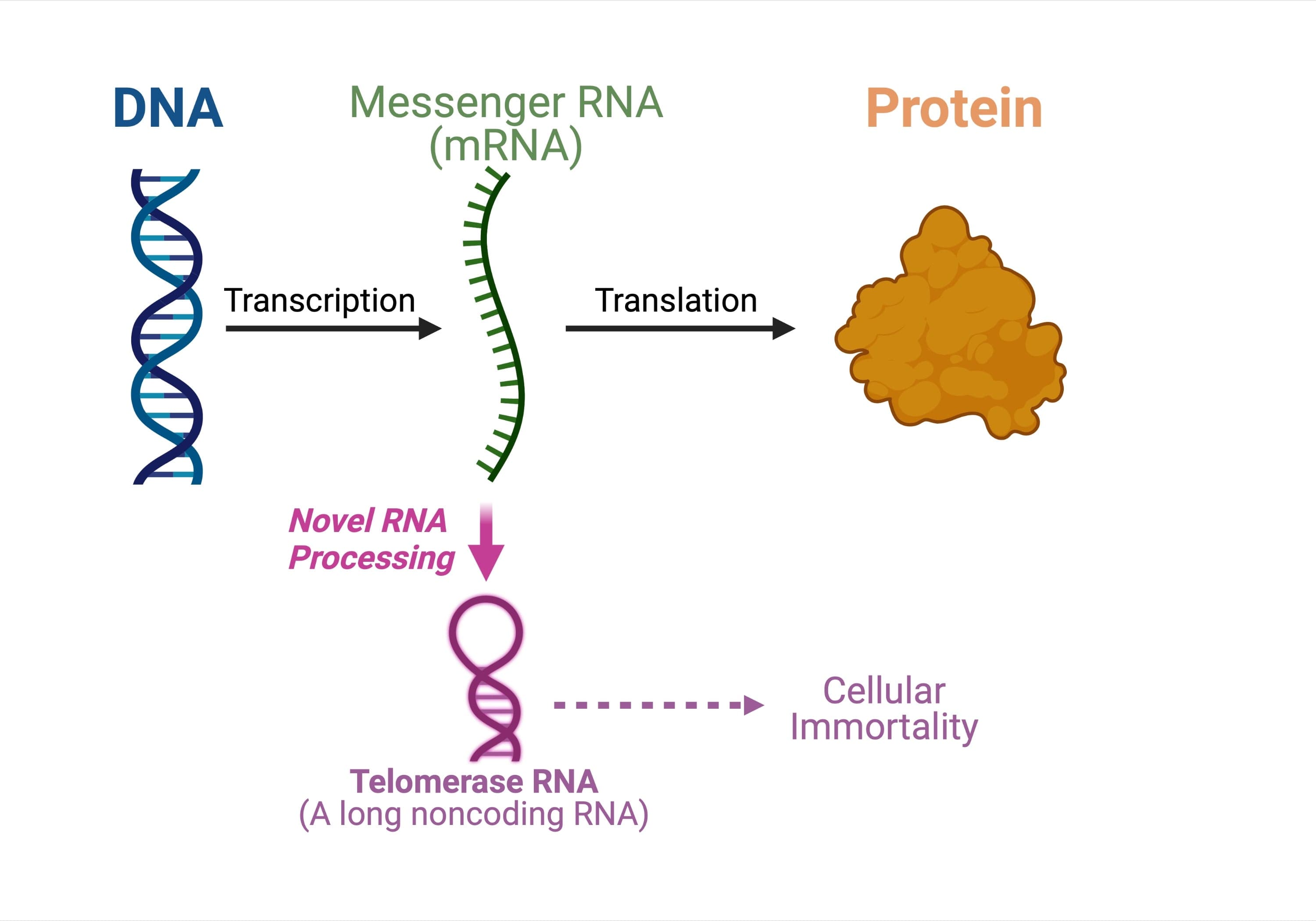 Fact Check: Are RNA proteins?