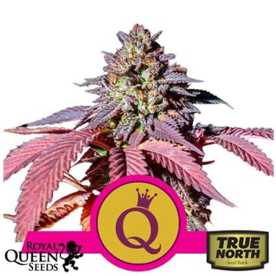 Fact Check: Are RQS seeds good?