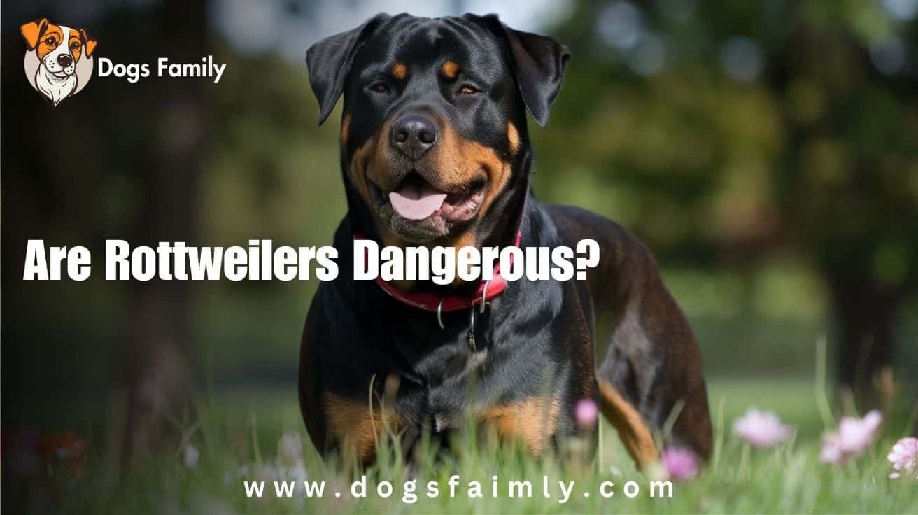 Fact Check: Are Rottweilers dangerous?