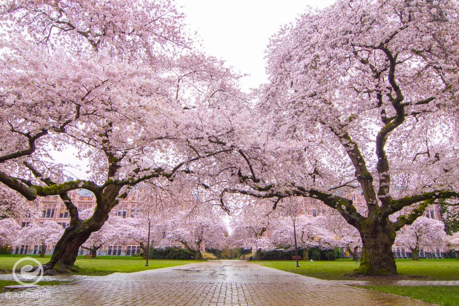 Fact Check: Are UW cherry blossoms in bloom?