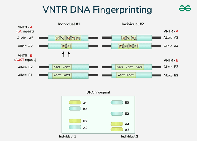 Fact Check: Are VNTR introns?