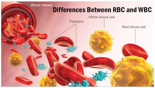 Fact Check: Are WBC bigger than RBC?