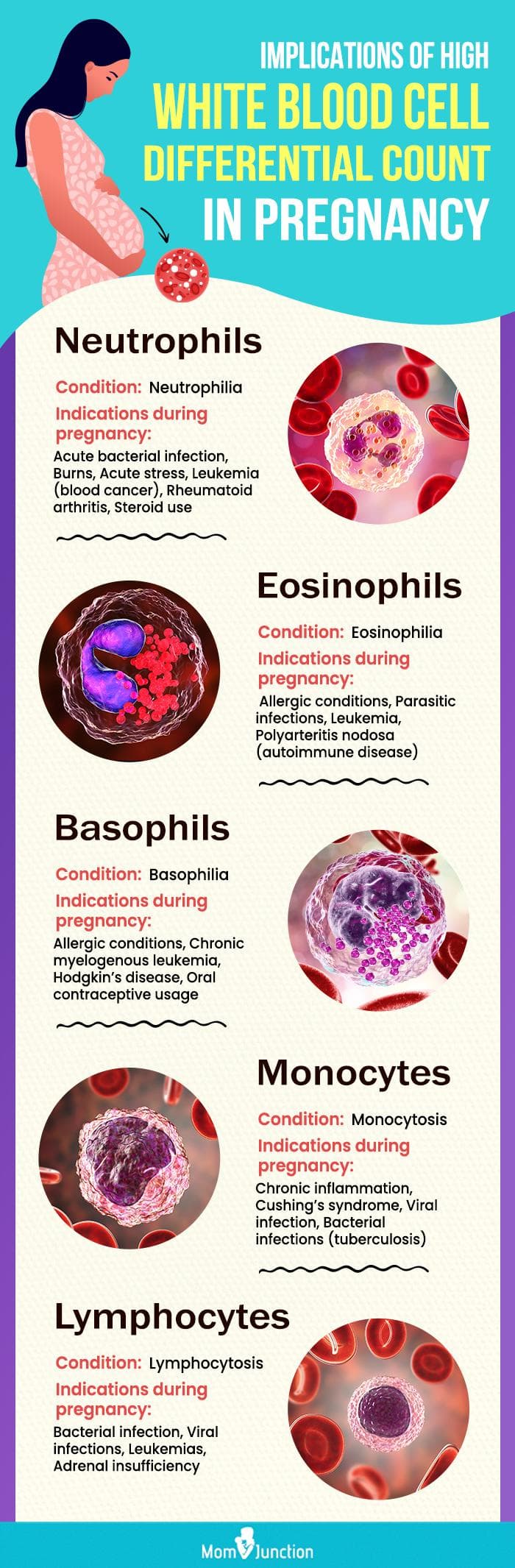 Fact Check: Are WBC high in pregnancy?