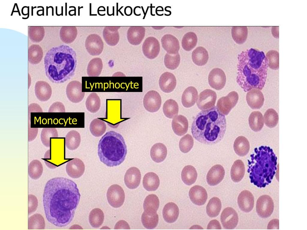 Fact Check: Are WBC lymphocytes?