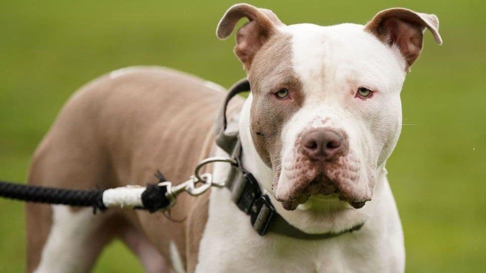 Fact Check: Are XL bullies banned in Australia?