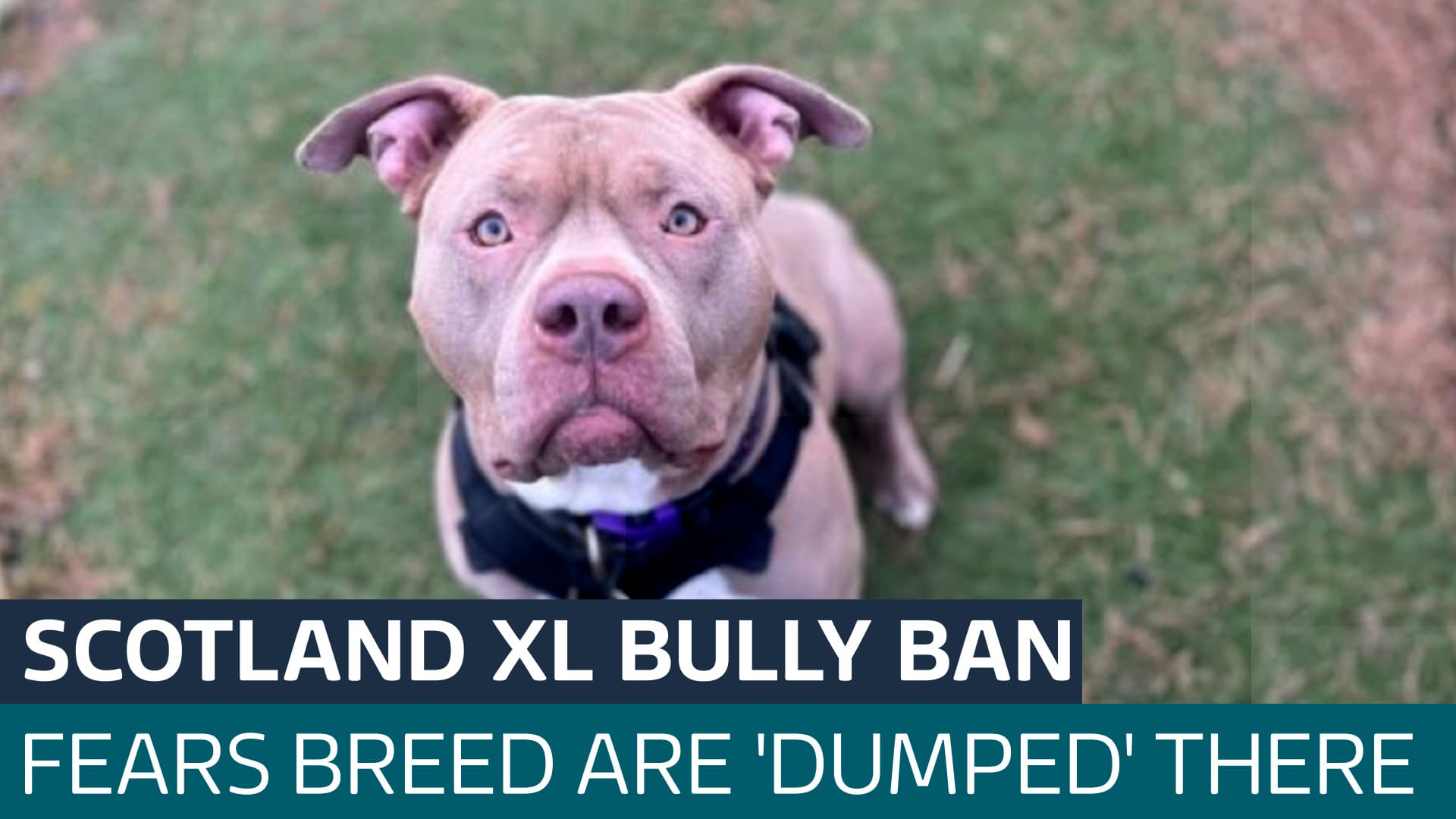 Fact Check: Are XL bullies banned in Scotland?