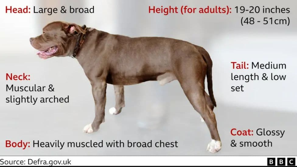 Fact Check: Are XL bullies banned in Spain?
