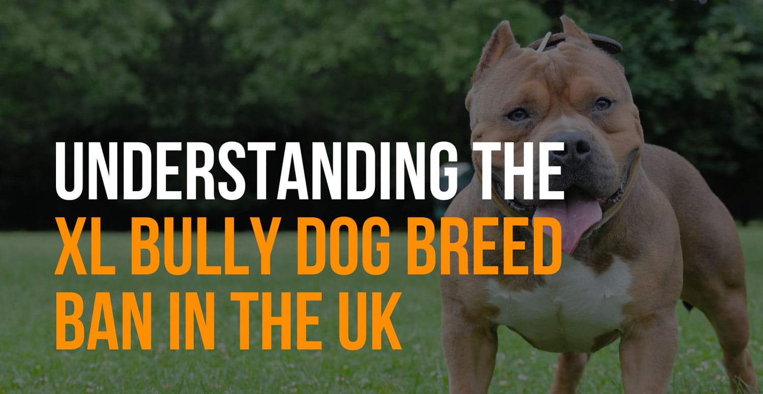 Fact Check: Are XL bullies banned in the UK?